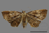 ǦW:Eutrogia morosa