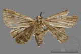 ǦW:Bertula hadenalis persimilis