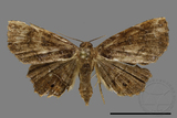 ǦW:Eutrogia morosa