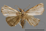 ǦW:Bertula hadenalis persimilis