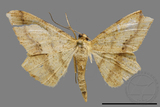 ǦW:Zanclopera calidata