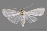 ǦW:Palpita sp.