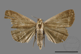 ǦW:Simplicia sp.