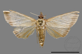 ǦW:Crambidae sp.