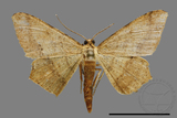 ǦW:Zanclopera calidata