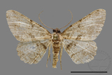 ǦW:Psilalcis breta rantaizana