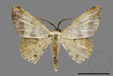 ǦW:Lophobates ochrolaria