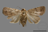 ǦW:Athetis sp.