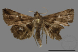 ǦW:Hadennia mysalis