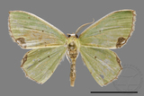 ǦW:Geometrinae sp.