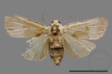 ǦW:Athetis sp.