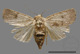 ǦW:Athetis sp.