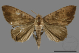 ǦW:Scedopla umbrosa