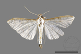 ǦW:Palpita sp.