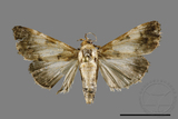 ǦW:Crambidae sp.