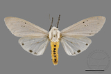 ǦW:Creatonotos transiens vacillans