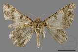 ǦW:Racotis boarmiaria