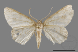 ǦW:Ectropis sp.