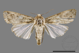 ǦW:Spodoptera litura