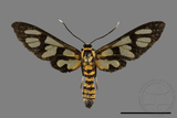 ǦW:Amata perixanthia