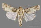 ǦW:Spodoptera litura