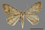 ǦW:Ectropis excellens