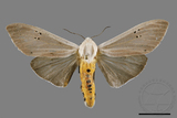 ǦW:Creatonotos transiens vacillans