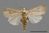 ǦW:Athetis sp.