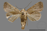 ǦW:Athetis sp.