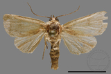 ǦW:Athetis sp.