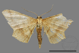 ǦW:Zanclopera calidata