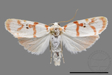 ǦW:Cyana hamata