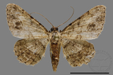 ǦW:Psilalcis breta rantaizana