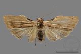 ǦW:Lithosiinae sp.