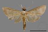 ǦW:Crambidae sp.