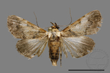 ǦW:Crambidae sp.