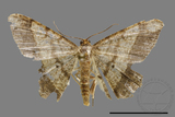 ǦW:Macaria abydata