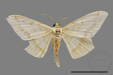 ǦW:Zanclopera calidata