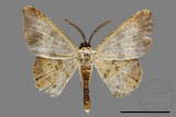 ǦW:Lophobates ochrolaria