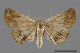 ǦW:Eutrogia morosa