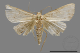 ǦW:Hipoepa biasalis