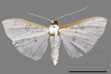 ǦW:Palpita sp.