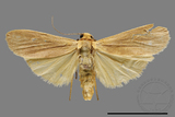 ǦW:Eilema sp.