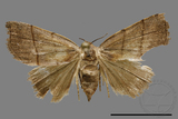 ǦW:Plecoptera sidierogramma