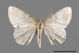 ǦW:Ennominae sp.