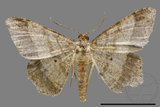 ǦW:Macaria abydata