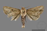 ǦW:Sesamia sp.