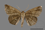 ǦW:Ennominae sp.