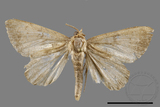 ǦW:Scedopla umbrosa