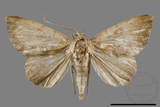 ǦW:Scedopla umbrosa